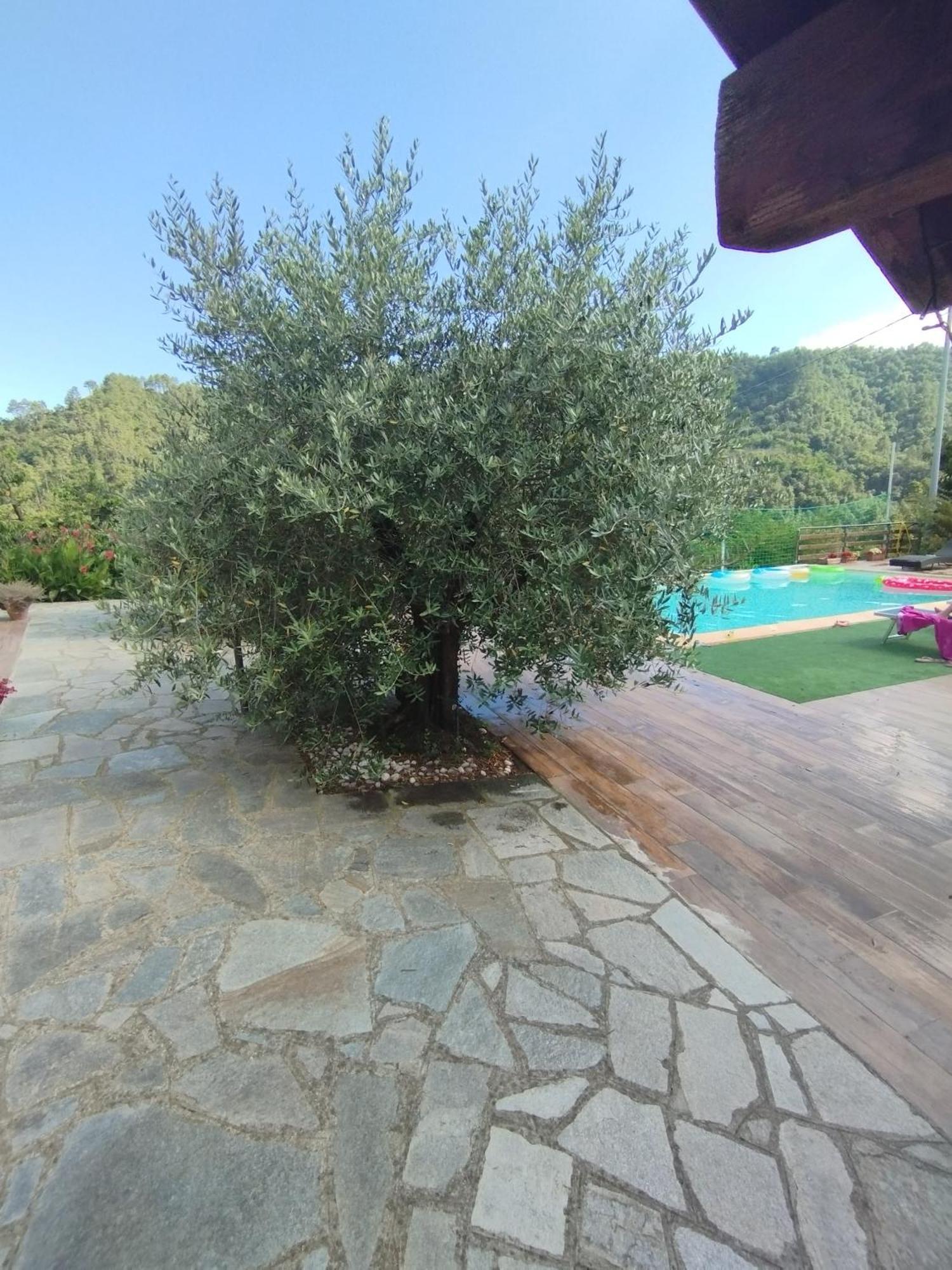 Villa Degli Ulivi Tivegna Экстерьер фото